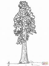 Sequoia Coloring Tree Pages California Giant Drawing Sentinal Redwood State Simple Line Trees Trunk Printable Flag Getdrawings Baobab Supercoloring Getcolorings sketch template