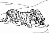 Tiger Coloring Lion Pages Printable Mammals Color sketch template