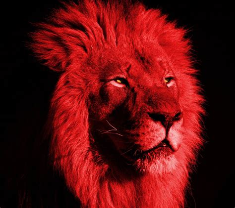 red lion wallpapers wallpaper cave
