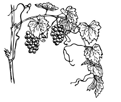 grapevine clipart illustration  stock photo public domain