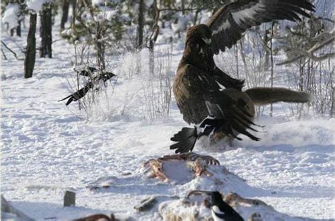 indianactress4u golden eagle attack and kills wolf