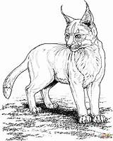 Coloring Pages Wildcat Lynx Comments sketch template