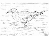 Coloring Seagull Getdrawings Seagulls Drawing sketch template