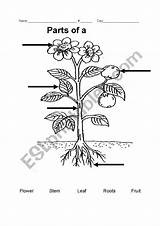 Esl Grade Vegetation Essential 99worksheets sketch template