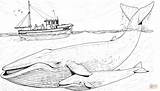 Whales Blauwal Ausmalbilder Humpback Ausmalbild Balenottera Azzurra Mutter Jungtier Adults Wildlife Malbilder Xyz Bestcoloringpagesforkids sketch template