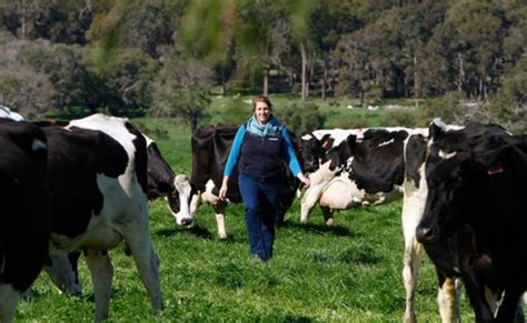 dairies say milk deals turned sour busselton dunsborough times