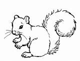 Ardilla Squirrel Ecureuil Coloriage Imprimer Vulpea Colorat sketch template