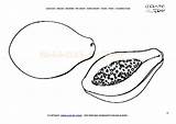 Papaya Coloring Pages Fruit Drawing Getdrawings Printable Popular sketch template