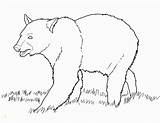 Coloring Bear Pages Grizzly Printable Kids Divyajanani sketch template