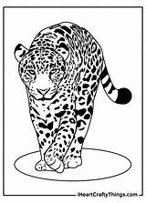 Leopards Leopard Reached sketch template