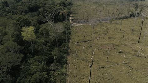 amazon rainforest deforestation  amazon   trouble  vox