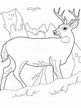 Deer Coloring Printable Pages Buck Color Kids Print Tail Realistic Elk Combine Colouring Big John Animal Deere Forest Bestcoloringpagesforkids Bucks sketch template