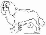 Coloring Spaniel Pages Springer English Dog Getcolorings Printable Breed sketch template