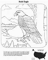Eagle Bald Coloring Pages Nest Endangered Species Education Specii Colorat Planse Rare Library Clipart Wpclipart Webp Agle Formats Available sketch template