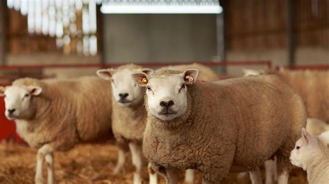 schapen dierenkliniek de rijp