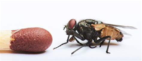 compare  size fly stock photo  image  istock