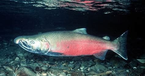 budidaya ikan salmon indonesia terlengkap bisnis miliyaran