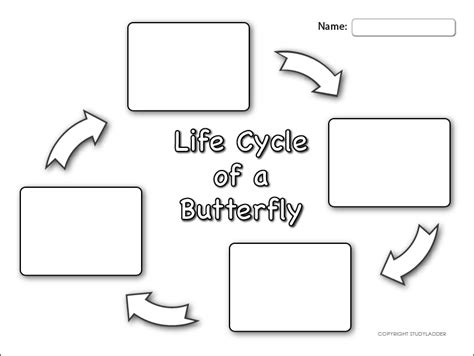 life cycle   butterfly sheet  studyladder interactive learning