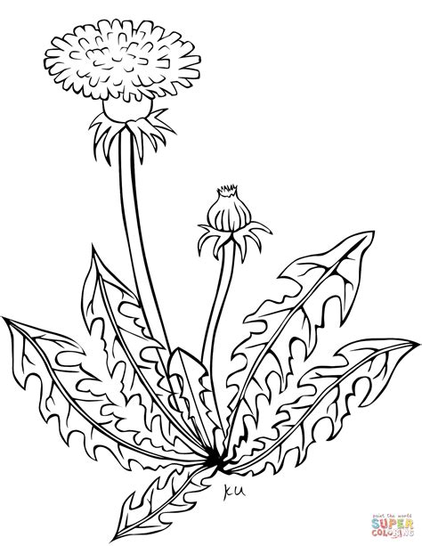 dandelion coloring page  printable coloring pages