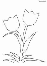 Blumen Tulips Tulpe Ausmalbild Malvorlage Vorlage Frühling Blüten Bonitas Stiel sketch template