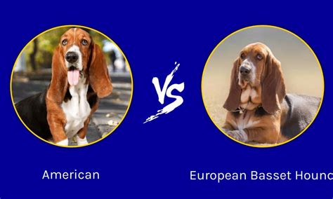 american  european basset hound    difference   animals