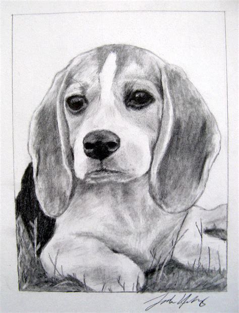 beagle puppy  sarah holloway