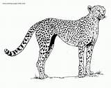 Cheetah Coloring Pages Realistic Outline Drawing Coloring4free Running Getcoloringpages Colouring Getdrawings Print King Drawings Template Kids Pic Draw sketch template
