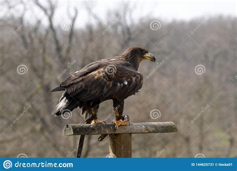 eagle   falconry stock image image  animal raptor