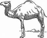 Camel Clip Vector Dromedary Pluspng Clker Domain Royalty Public sketch template