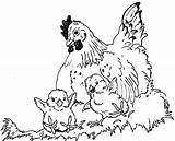 Hen Hens Chickens Clipart Oocities Gallinas sketch template