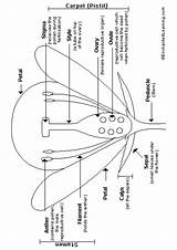 Coloring Biology Anatomy Flower Pages Plant Grade Choose Board sketch template