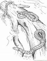 Snake Coloring Corn Drawings 37kb sketch template