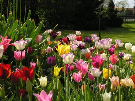 Tulipe Planter Et Cultiver Des Tulipes Pratique Fr