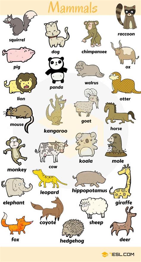 educational infographic english vocabulary learn animal names