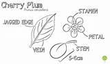Blossom Prunus Coloring Designlooter 1100 05kb Tree sketch template