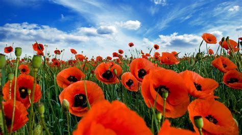 wallpapers poppies wallpaper cave