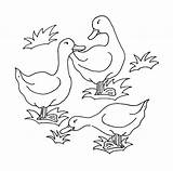 Ducks Animalplace sketch template