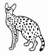 Serval Coloring Cat Wild Pages Printable Colouring Cats Color Template Drawings Supercoloring Andean Mountain Categories 36kb 480px sketch template