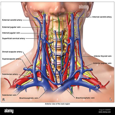 anatomie der arterien venen und nerven des zervikalen wirbelsaeule