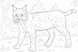 Luchs Lince Lynx Bobcat Ausmalbild Wald Foresta Ausmalbilder Adults Linci Printmania Roux Coloriages Tiere Adulti Kategorien sketch template