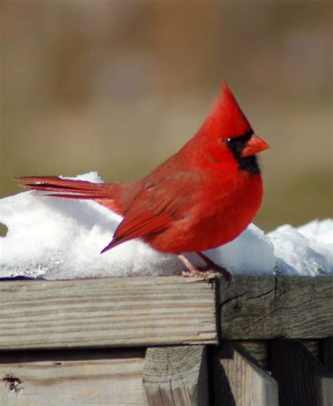 cardinal  winter flickr photo sharing