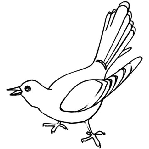 cuckoo bird  singing coloring pages coloring sky