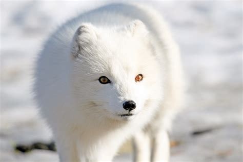 filefjellrev arctic fox jpg wikimedia commons