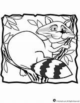 Coloring Raccoon Pages Online Print Printable Everfreecoloring Animal Popular Jr sketch template