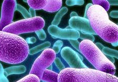 clever tuberculosis bacteria   secret hiding place trending