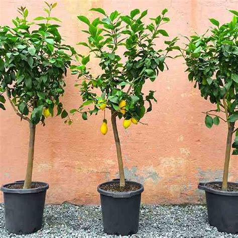 simple guide  fresh fruit  home growing fruit trees potted
