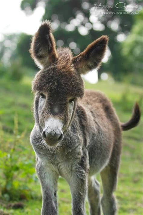mules  donkeys images  pinterest farm animals baby donkey  fluffy pets