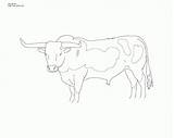 Coloring Longhorn Pages Texas Head Library Clipart Line Popular sketch template