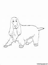Cocker Coloring Spaniel Pages English Springer Getcolorings 28kb 750px Kids sketch template