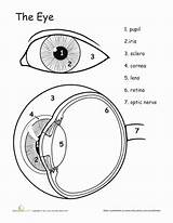 Eye Science Human Worksheets Anatomy Body Worksheet Coloring Grade Education Eyes Kids Awesome Color Pages Parts Life Biology Lesson Study sketch template